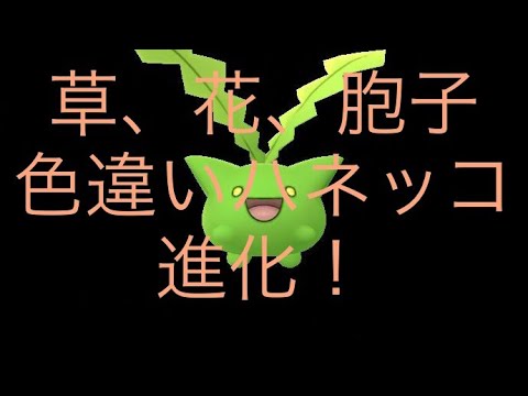 【ポケモンGO】草、花、胞子 色違いハネッコ 進化！