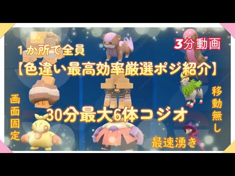3分で分かる色違いコジオ・ヤングース・マクノシタの最高効率厳選　#ポケモンsv #コジオ #ジオヅム #キョジオーン #ヤングース #デカグース #マクノシタ #ハリテヤマ #ゴーゴート #ヤミカラス