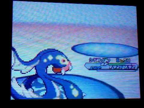 本日土用丑の日！旬のシビルドンがうまい！