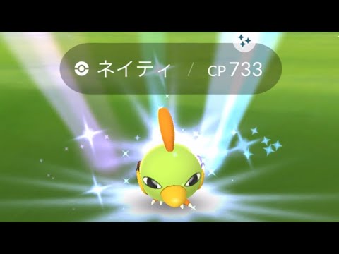 ポケモンgo 野生の色違いネイティゲットチャレンジ　色違いネイティオへ進化させてみた
