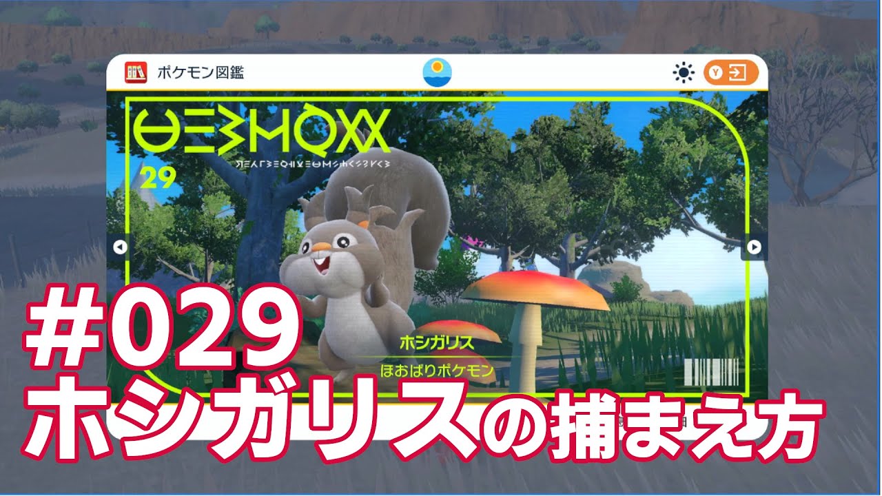 ホシガリスを探している方に見てほしい動画