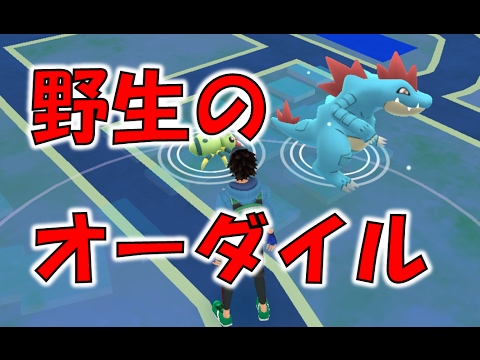 野生のオーダイルさんは強敵でした【ポケモンGO】