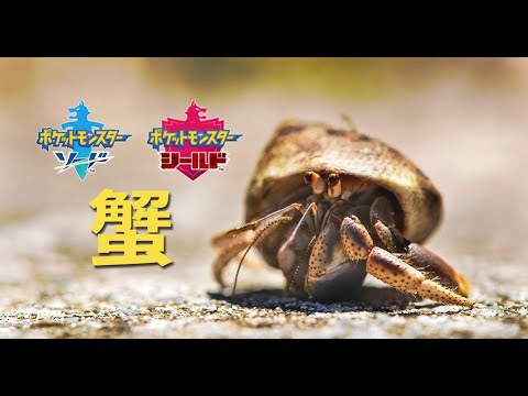 【ポケモン剣盾】※画像はイメージです　〜イシズマイを添えて〜