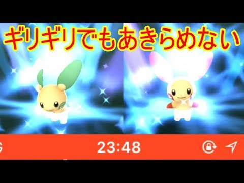ポケモンGO　ギリギリだったけどプラスルマイナン揃った！！