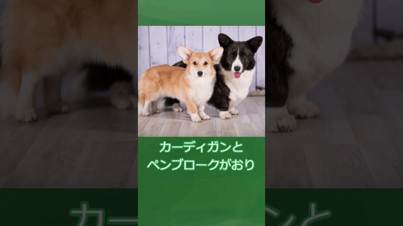 ずんだもんのポケモン元ネタ解説　ワンパチ#Shorts