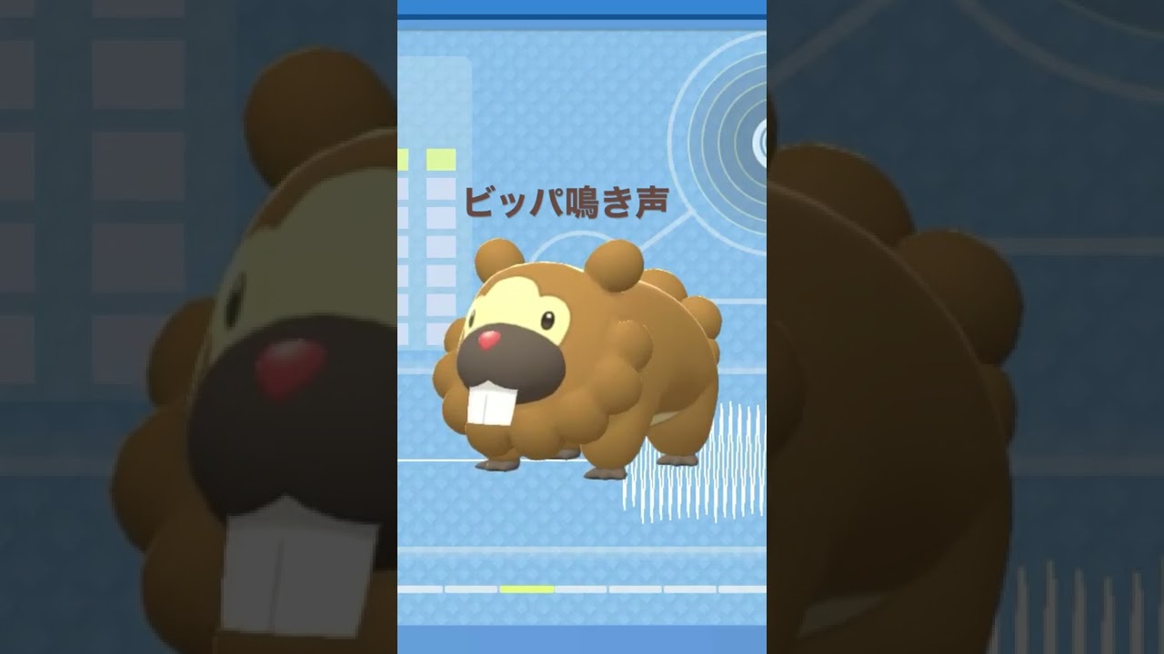 BDSP【シンオウ図鑑NO013】ビッパ鳴き声#ポケモン鳴き声 #図鑑コンプ #ブリリアントダイヤモンド #シャイニングパール#ポケモン生態#第四世代鳴き声#Bidoof