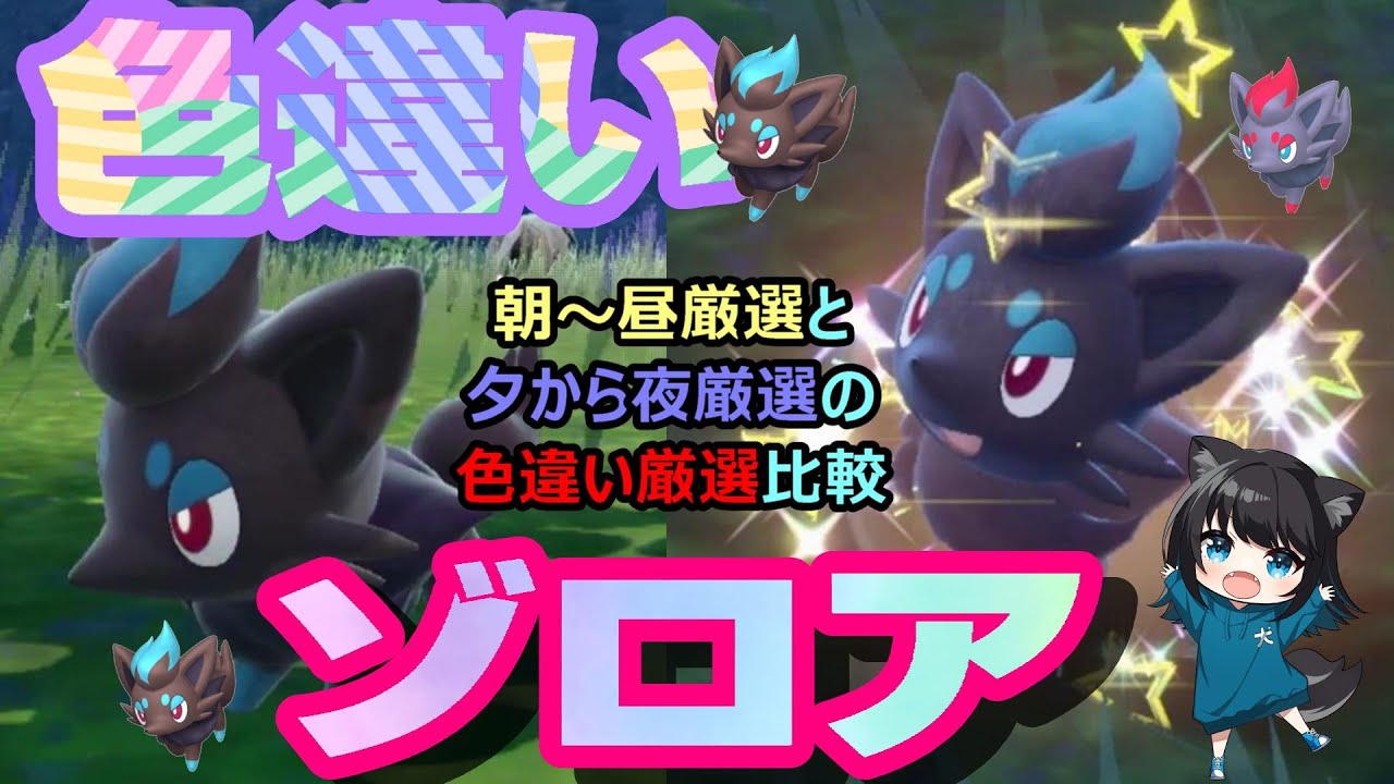 【色違い】ゾロアが可愛い！朝から昼, 夕から夜の厳選比較してみました