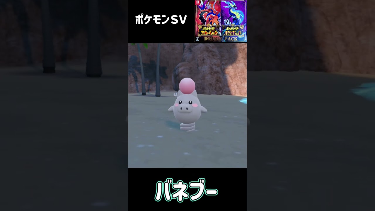 バネブー進化　ブーピッグ　ポケモンSV #pokemon