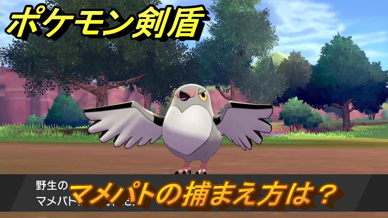 ポケモン剣盾　マメパトの出現場所は？オススメの場所は？天気は？ポケモン図鑑コンプへの道！　最新版【ポケモンソード・シールド】