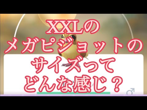 【ポケモンGO】XXLのメガピジョットのサイズってどんな感じ？ #shorts