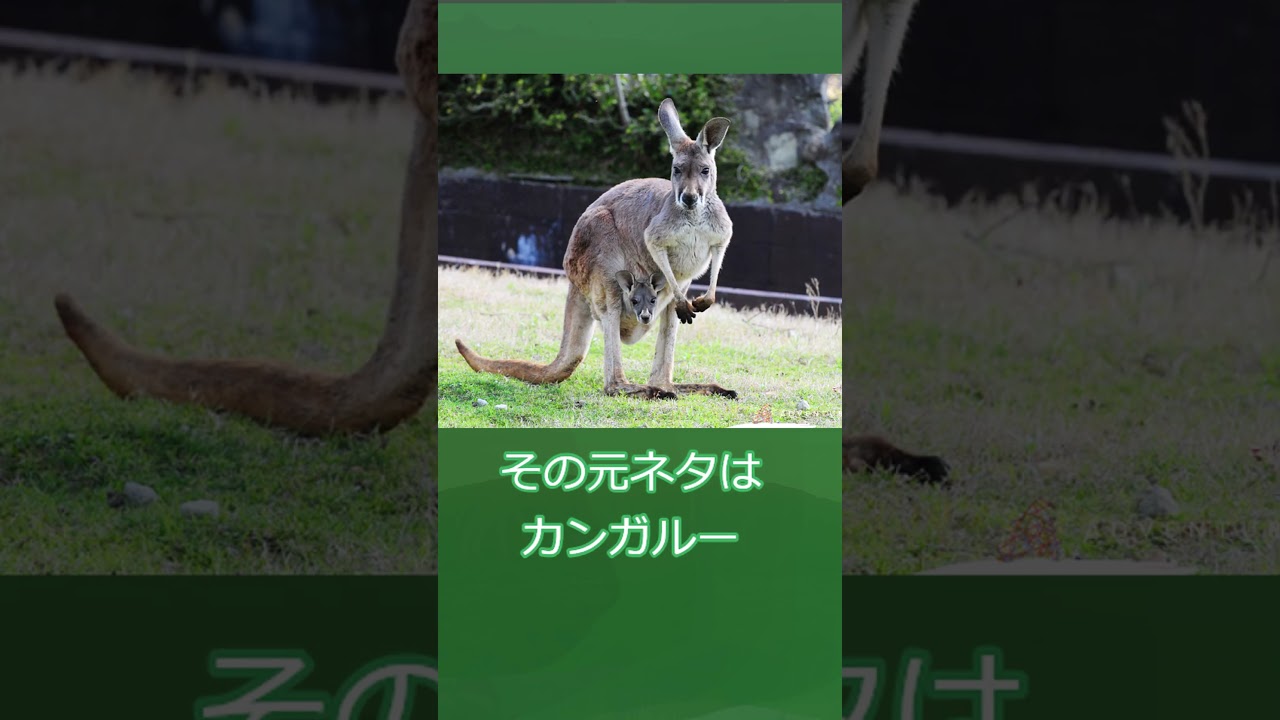 ずんだもんのポケモン元ネタ解説　ガルーラ#Shorts