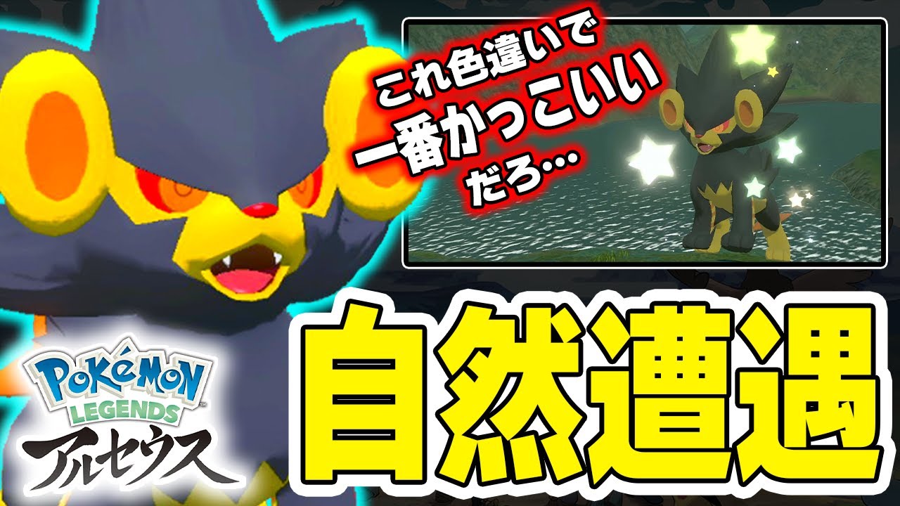 【アルセウス】大量発生でもないのに色違いレントラーが出現！捕獲と各種ポーズの映像をどうぞ！【ポケモン ダイパリメイク/レジェンズアルセウス】