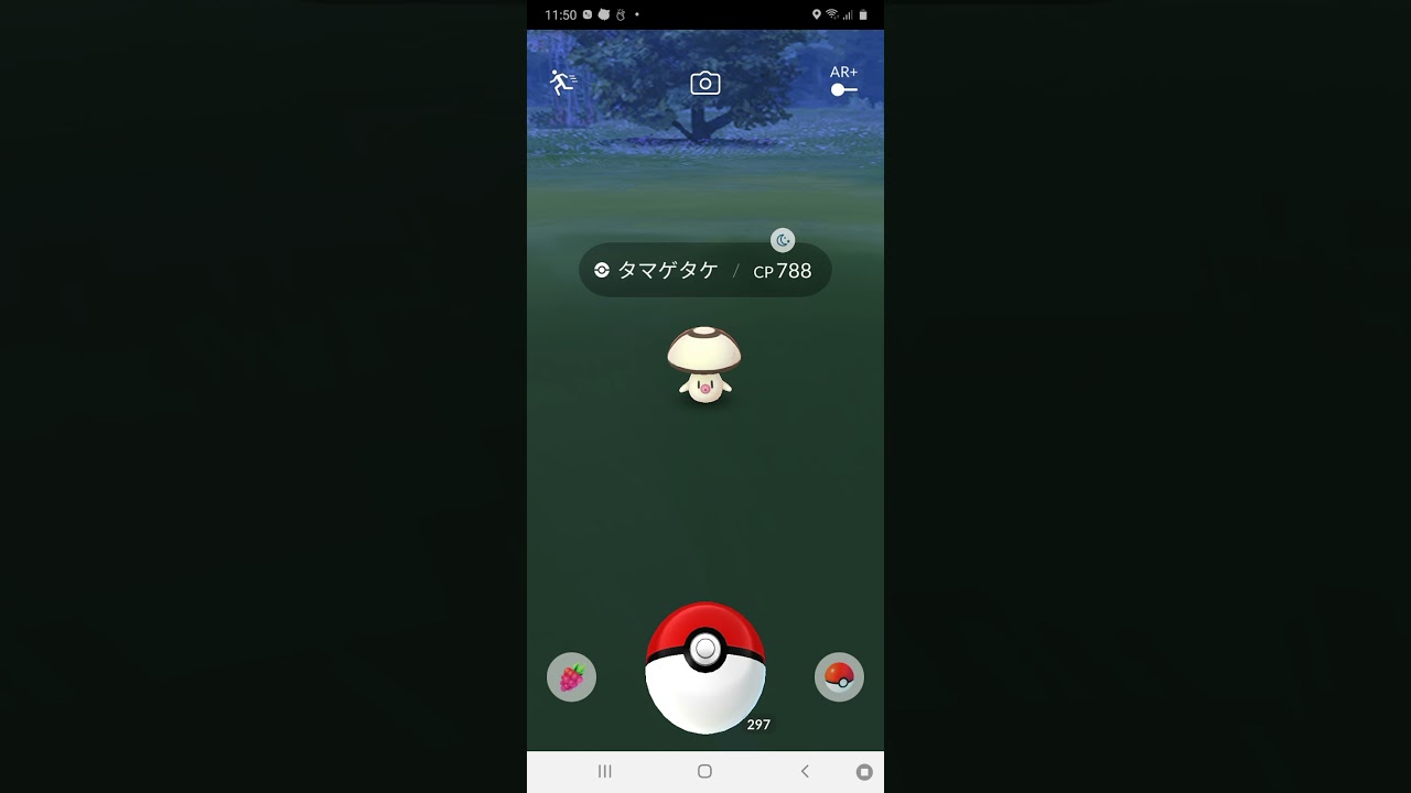 タマゲタケが円な瞳で見つめてくるだけ