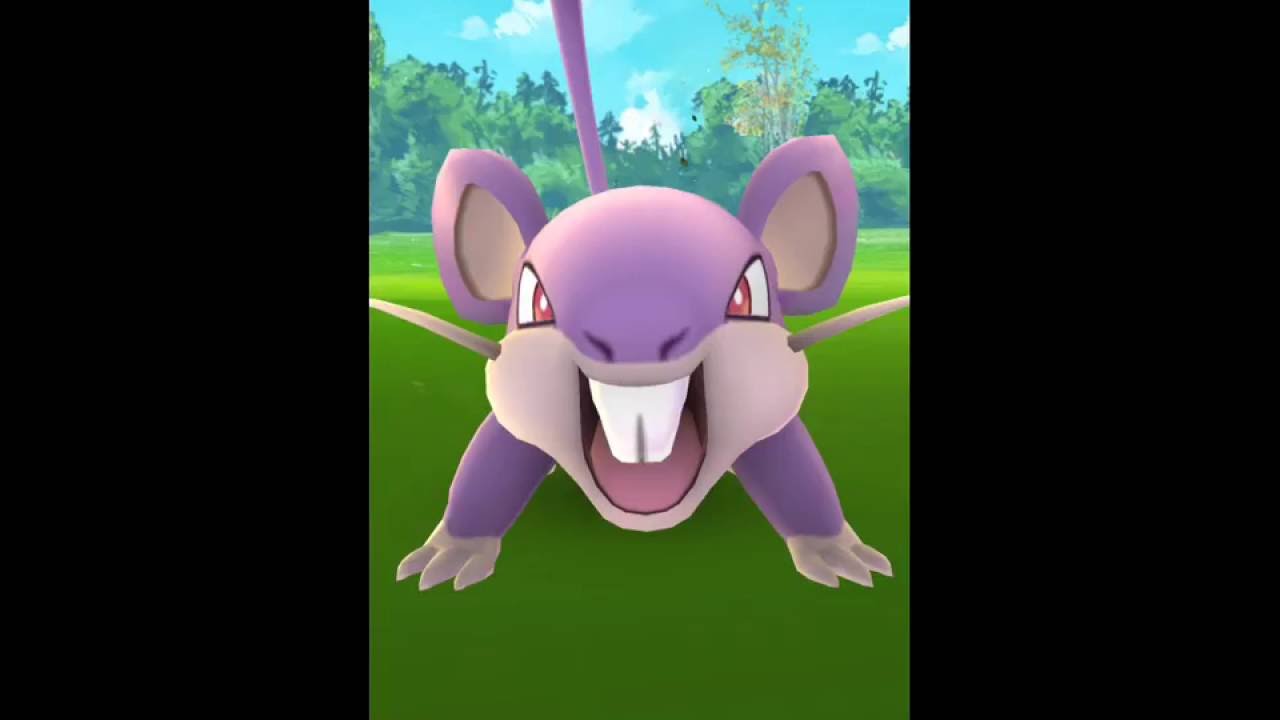ポケモンGO  戦闘バトルでコラッタをゲット!!