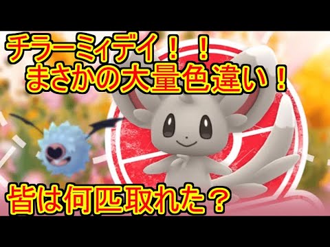 【ポケモンGO】チラーミィデイ本番！！ボックスカツカツなのに色違い大量？！