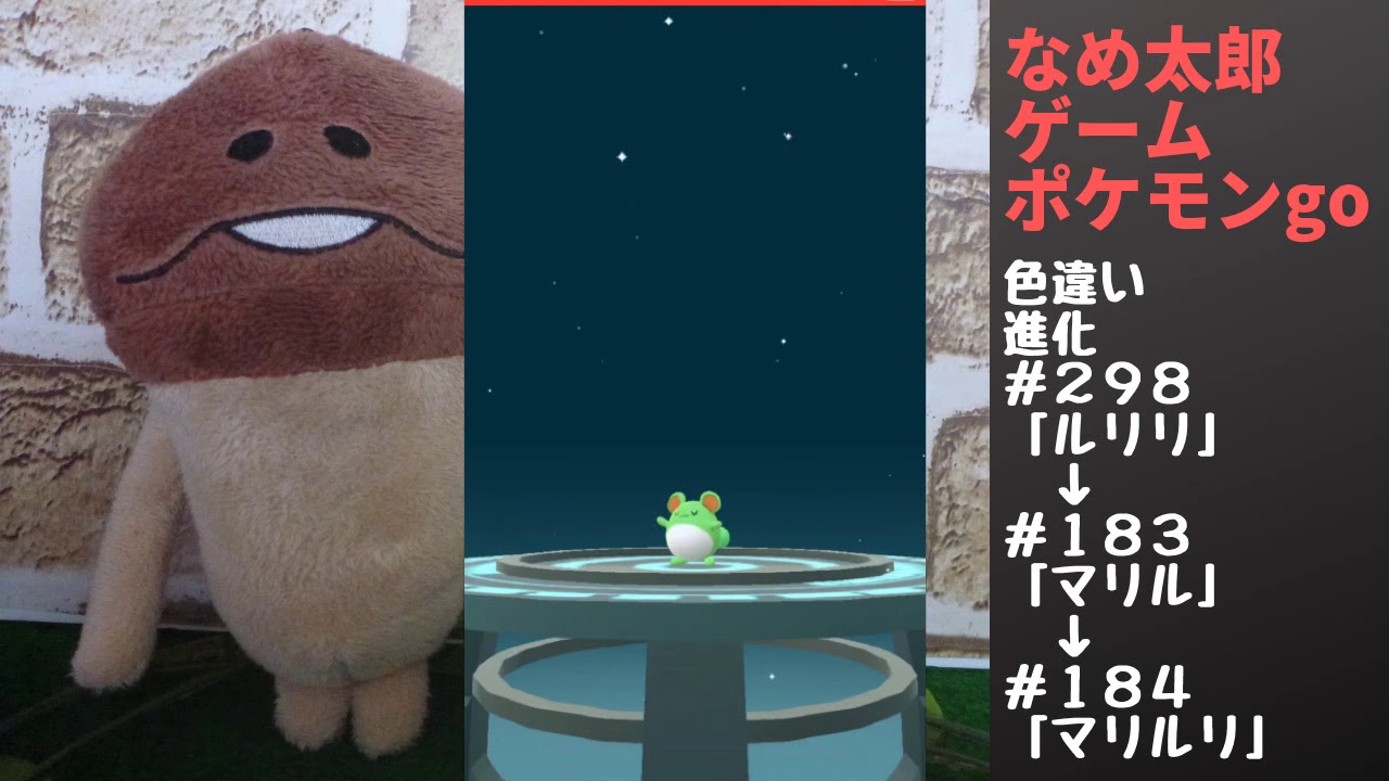 「ルリリ」の色違い、７玉から孵化したよ。進化してみる。「ルリリ」→「マリル」→「マリルリ」【ポケモンgo】