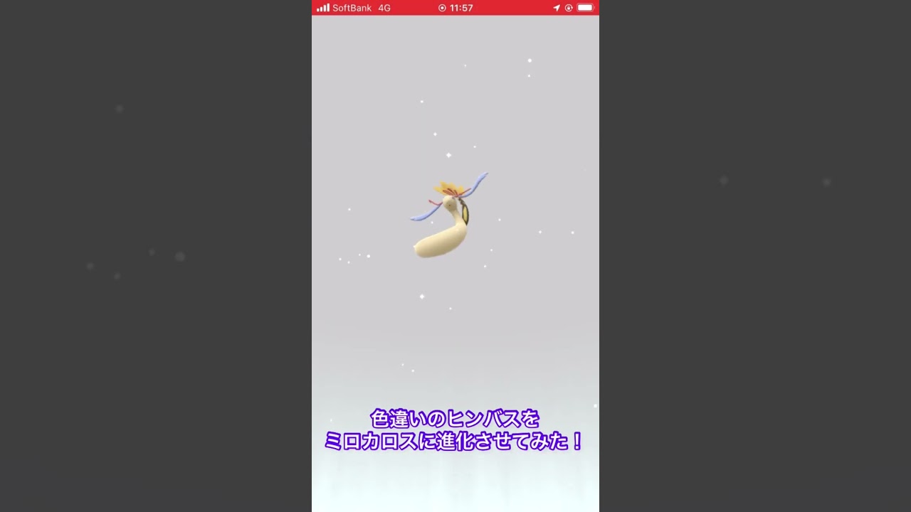 色違いのヒンバスをミロカロスに進化させてみた！　#ポケモンGO #色違い