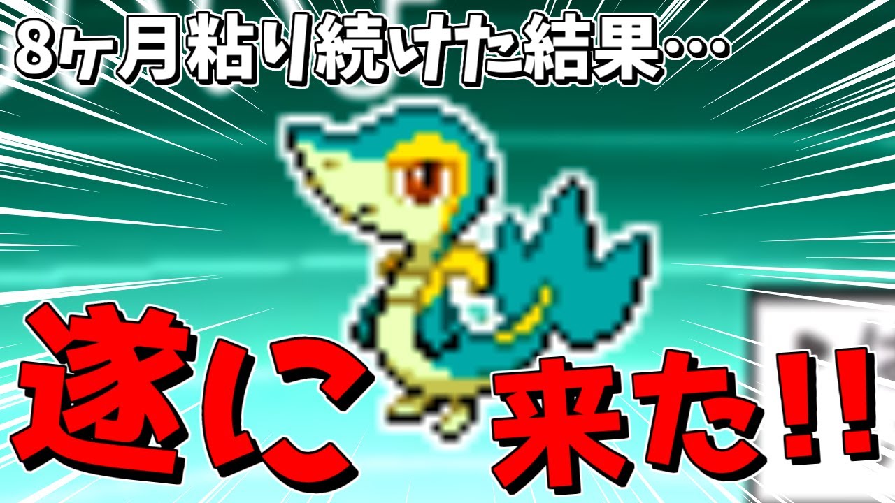 【ポケモンBW】8ヶ月、色違いのツタージャを粘った結果...【切り抜き】