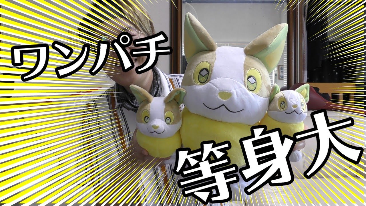 ワンパチと戯れるだけの動画【リアル版】