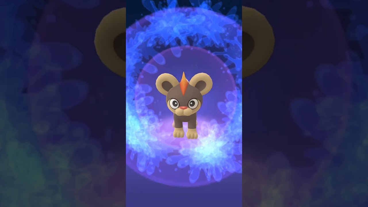 【おや！？】野生のシシコの様子が……！ポケモンGO/「元気にGOだ！」イベント/メタモン/個体値/#shorts