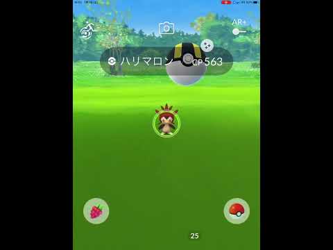 ポケモンGO ハリマロン色違い！！　PokémonGO