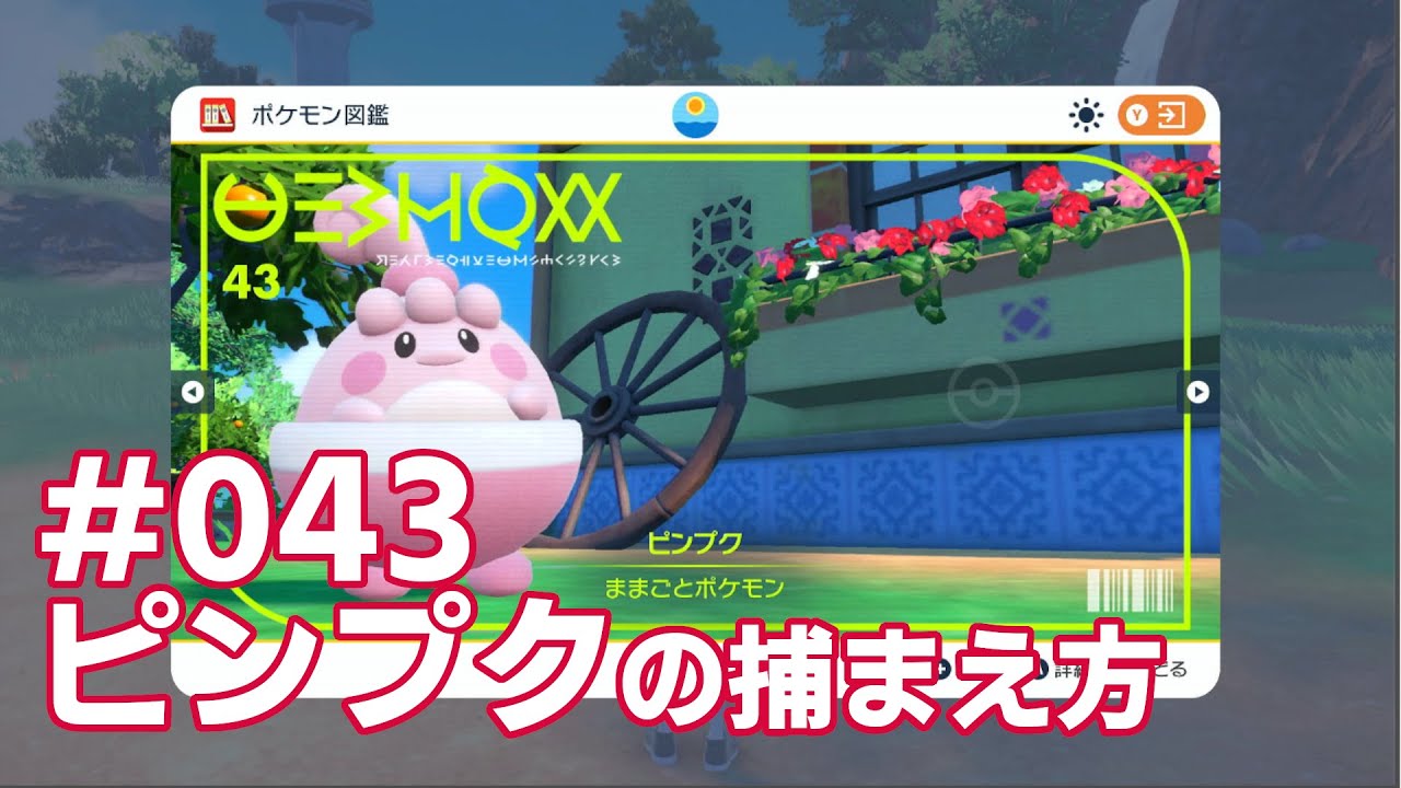 ピンプクを探している方に見てほしい動画