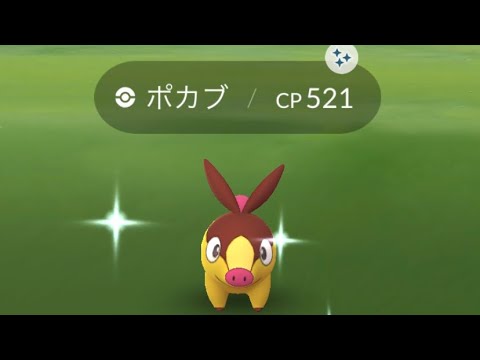 【本日限定】ポケモンgo 野生の色違いポカブゲットチャレンジ　コミュニティデイイベント