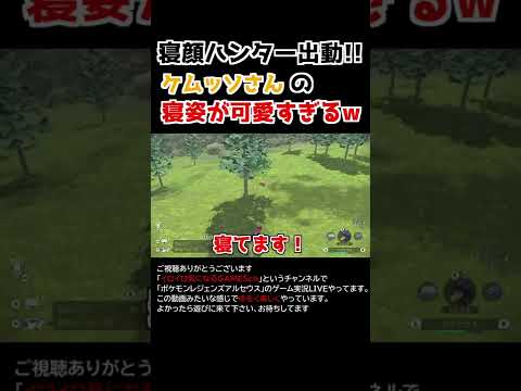 ケムッソさんの「寝姿」が可愛すぎるww【Pokémon LEGENDS アルセウス】【寝顔ハンター】