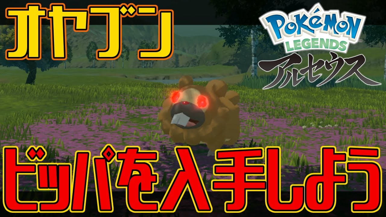 【ポケモンアルセウス】オヤブンのビッパを入手しよう【Pokémon LEGENDS アルセウス】