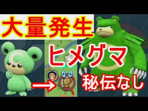 ヒメグマ大量発生【ポケモンsv】リングマ色違い入手方法スパイス秘伝なし実況