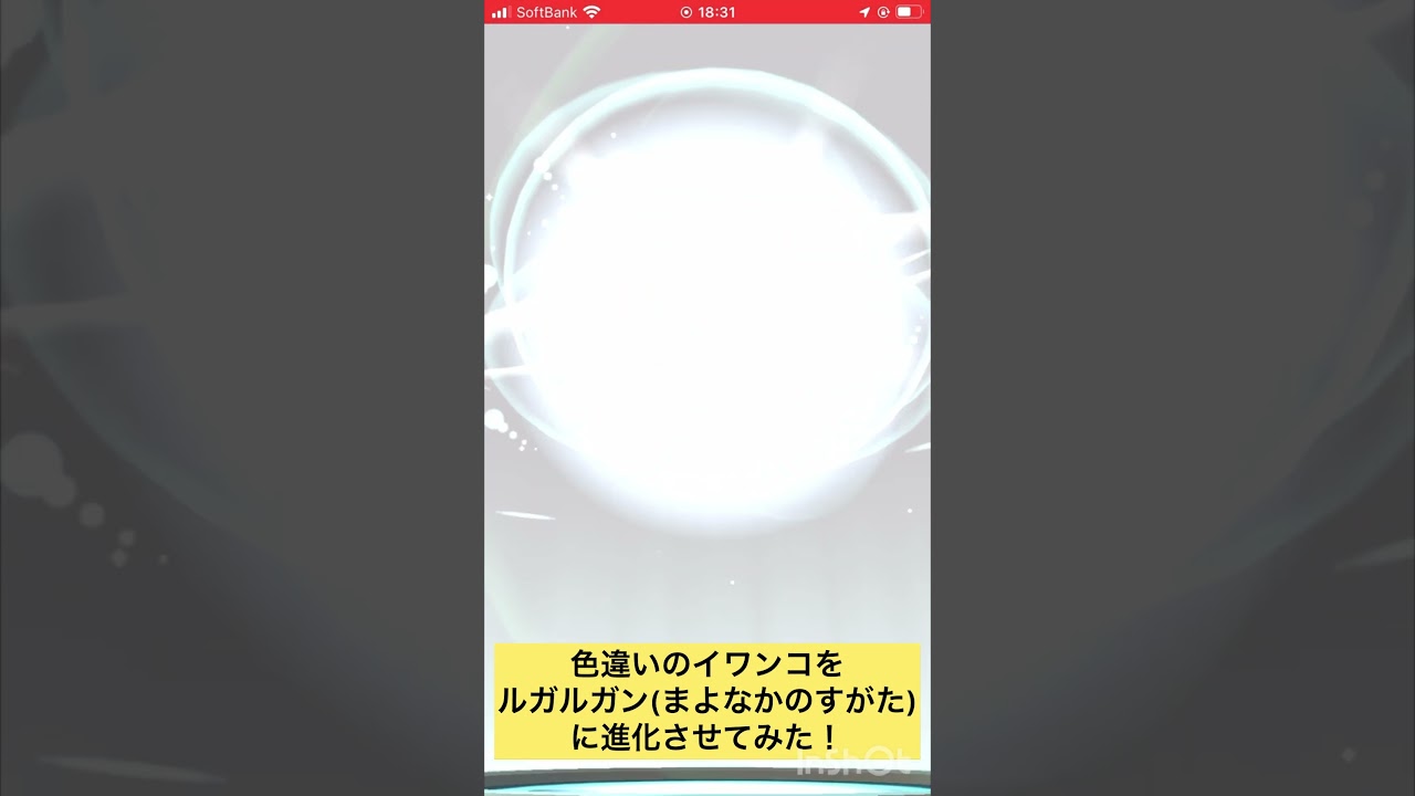 色違いのイワンコをルガルガン(まよなかのすがた)に進化させてみた！ #ポケモンgo #pokemongo #shorts 色違い