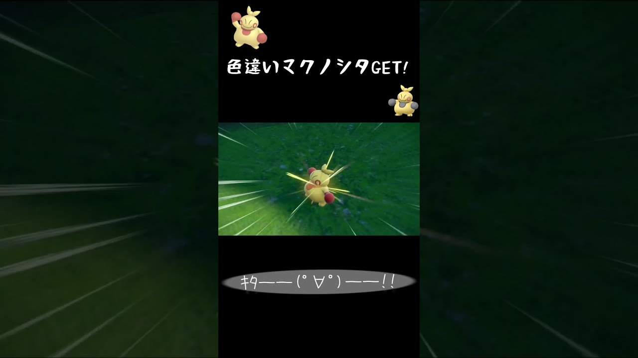 デブガキマクノシタ色違いゲットだぜ！#ポケモンsv #ポケモンスカーレットバイオレット #pokemon #色違い