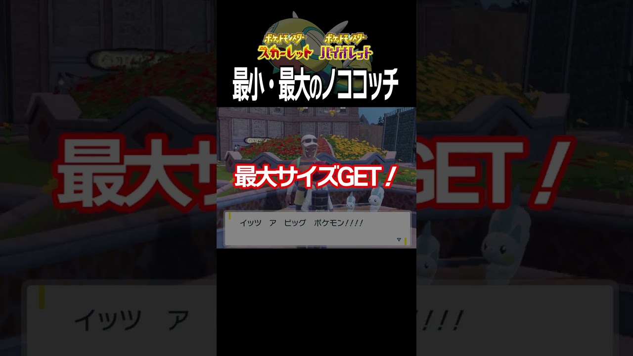 【大きさ比較】ノココッチ編【ポケモンSV】#Shorts