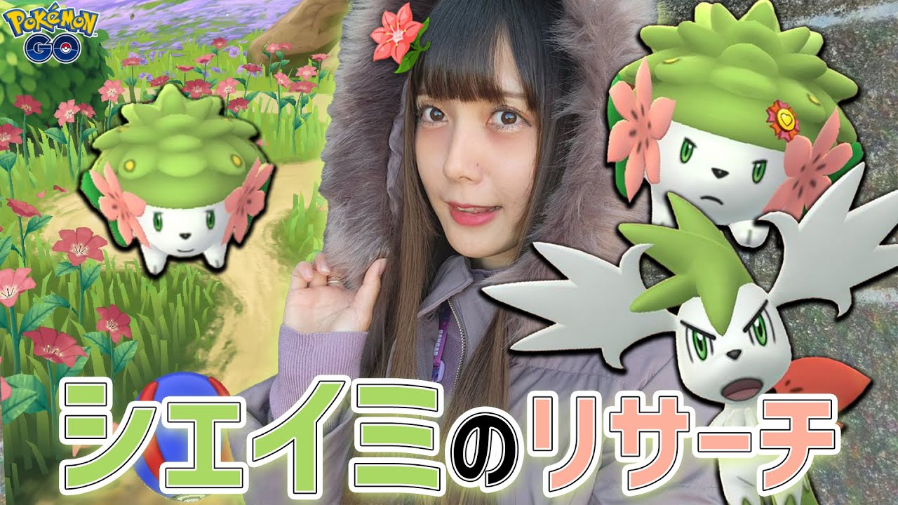 急遽追加！推しポケのシェイミのリサーチ！【ポケモンGO】