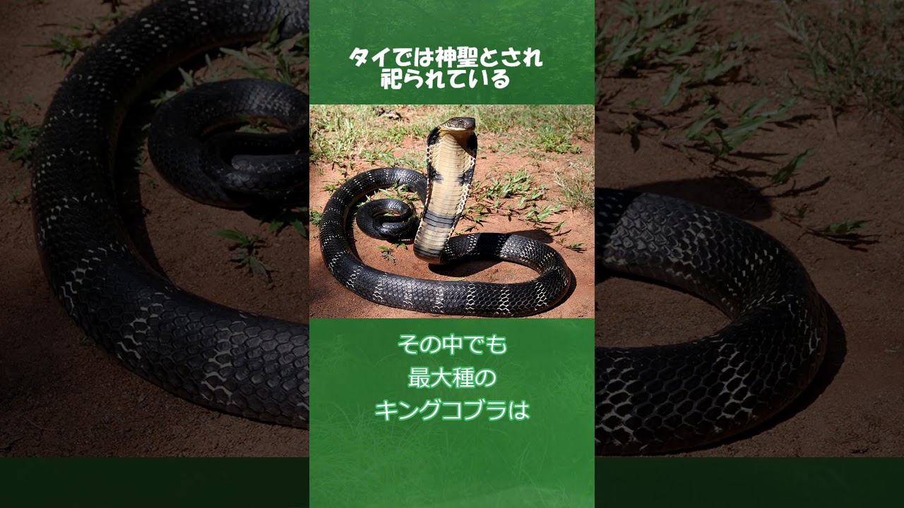 ずんだもんのポケモン元ネタ解説 アーボック#Shorts