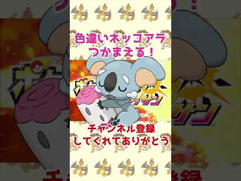 色違いネッコアラをつかまえる！#Shorts