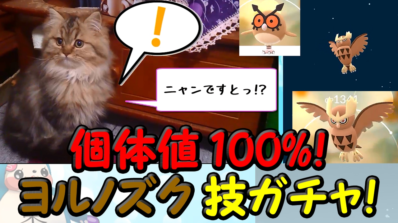 ヨルノズク厳選技ガチャ個体値100％ホーホー進化