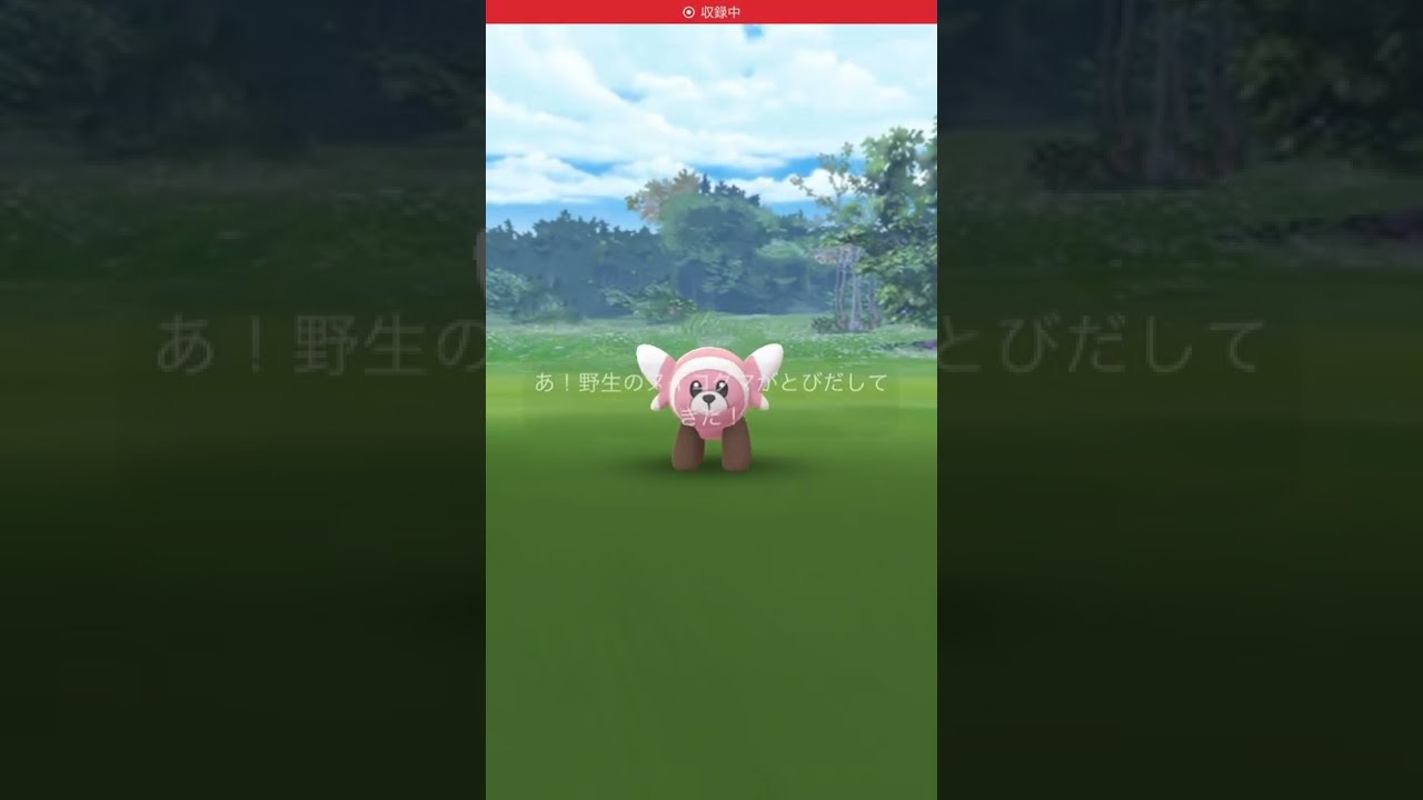 ポケモンGO ヌイコグマ　Pokémon GO