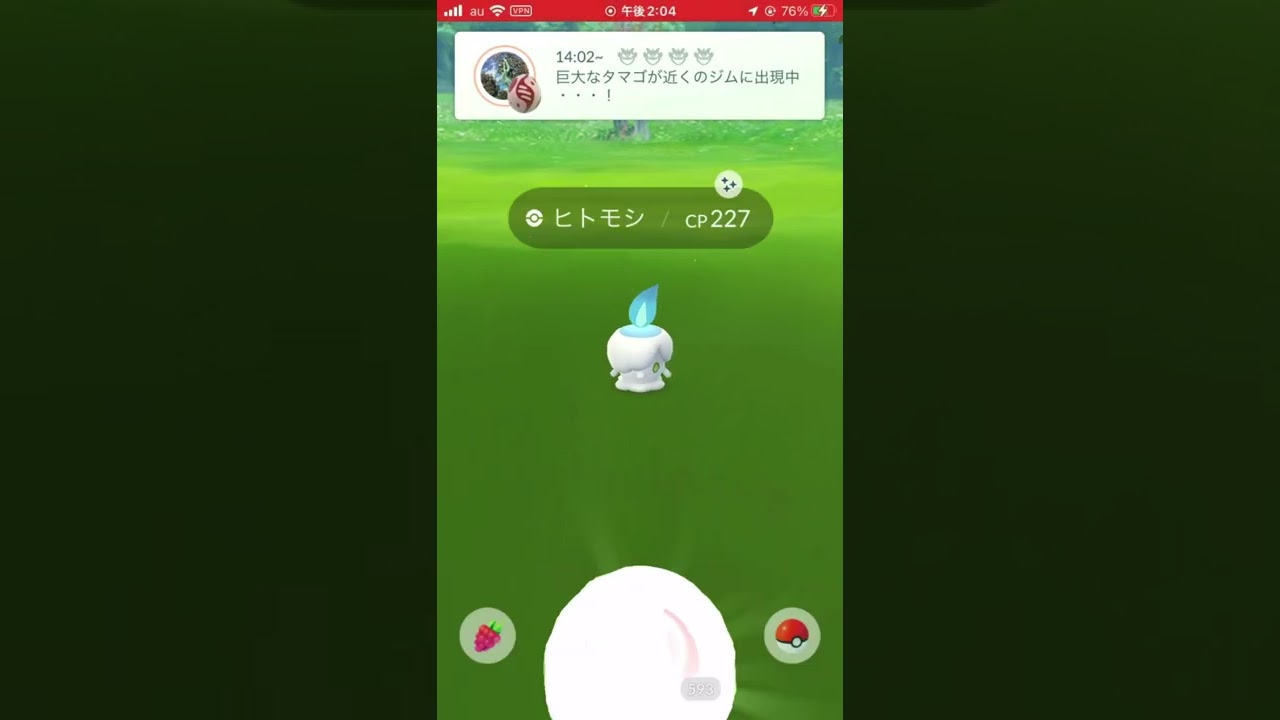 ヒトモシコミュニティディ！！！ いっぱい取るぞー #ポケモンgo #色違い
