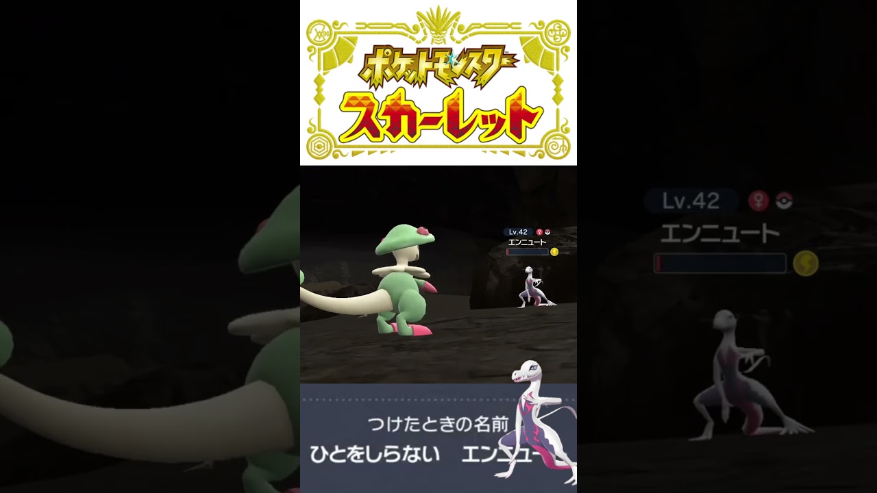 配信中に超激レア『ひとしらエンニュート』GET #ポケモンsv