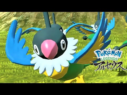 ペラップ６羽に囲まれて癒されたい【ポケモンレジェンズアルセウス】