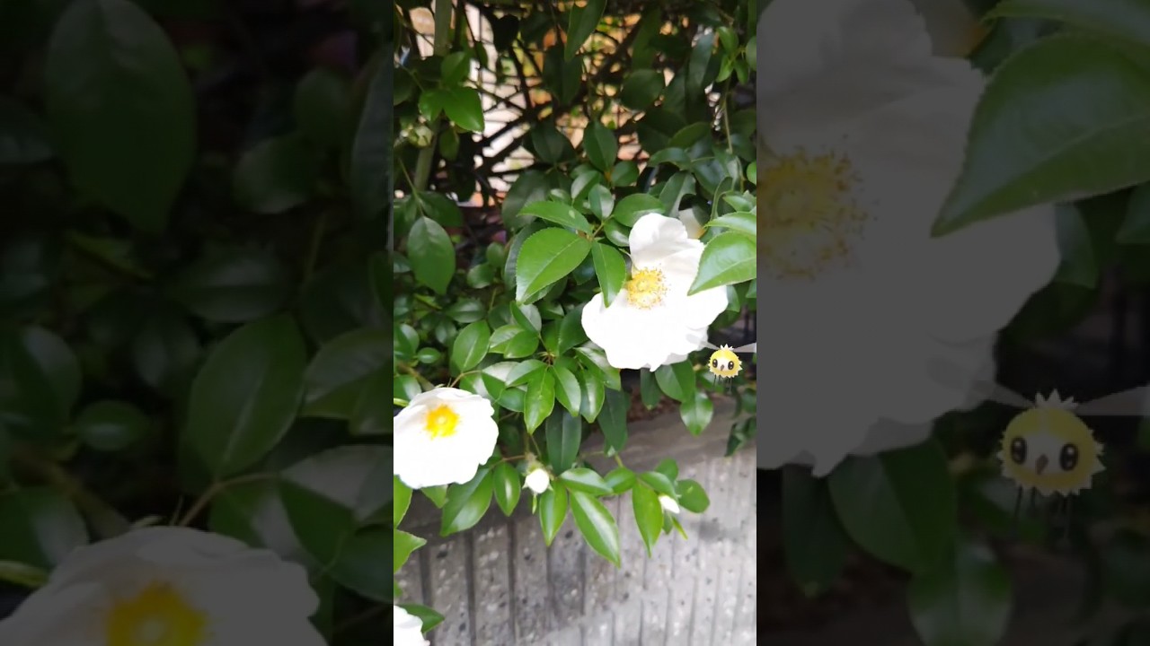 アブリーとバラ #ショート #shorts #バラ #ポケモンgo