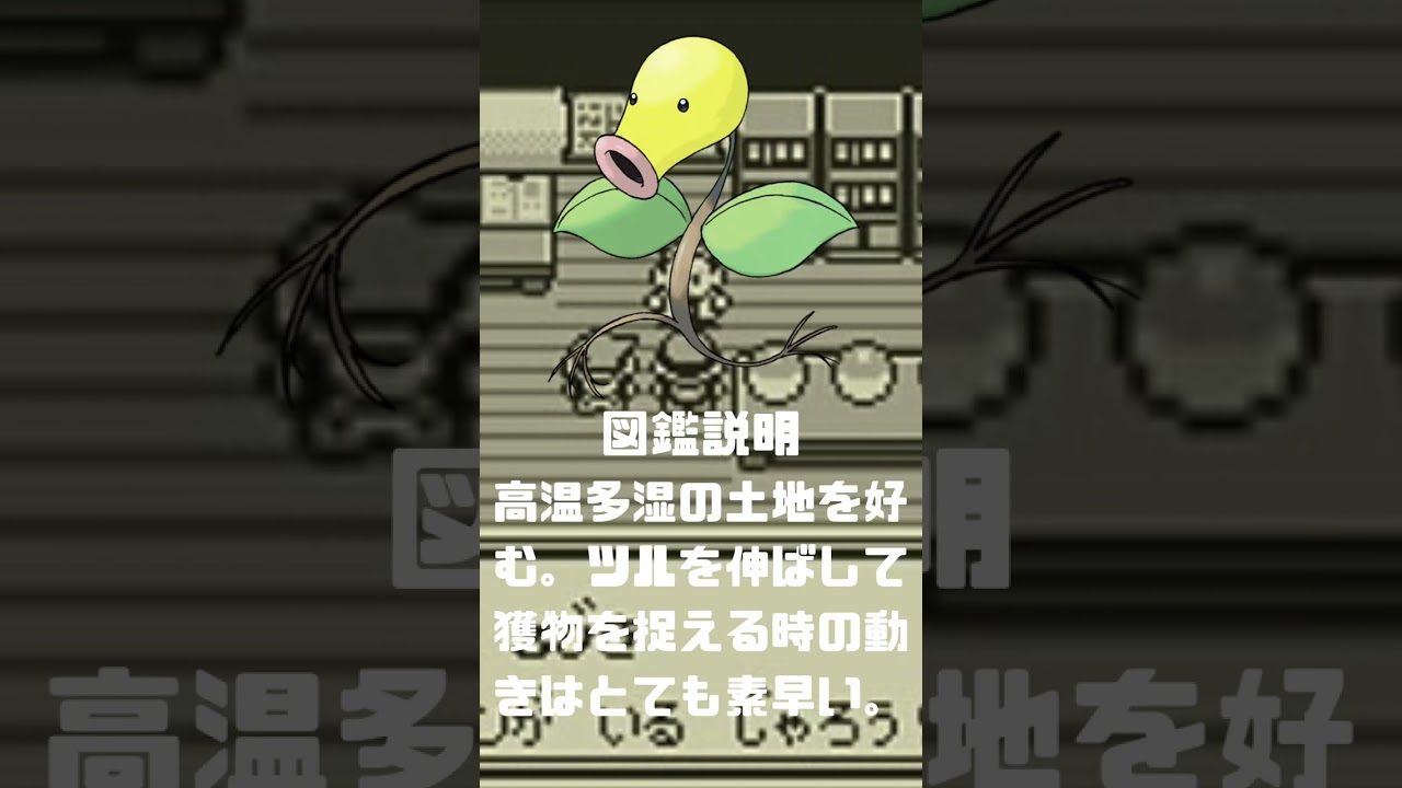 Ｎｏ．0069 マダツボミ【ポケモン図鑑】 #shorts   #ポケモン　#pokemon