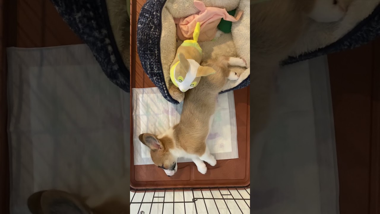 ワンパチと同サイズだったはずのえるくん