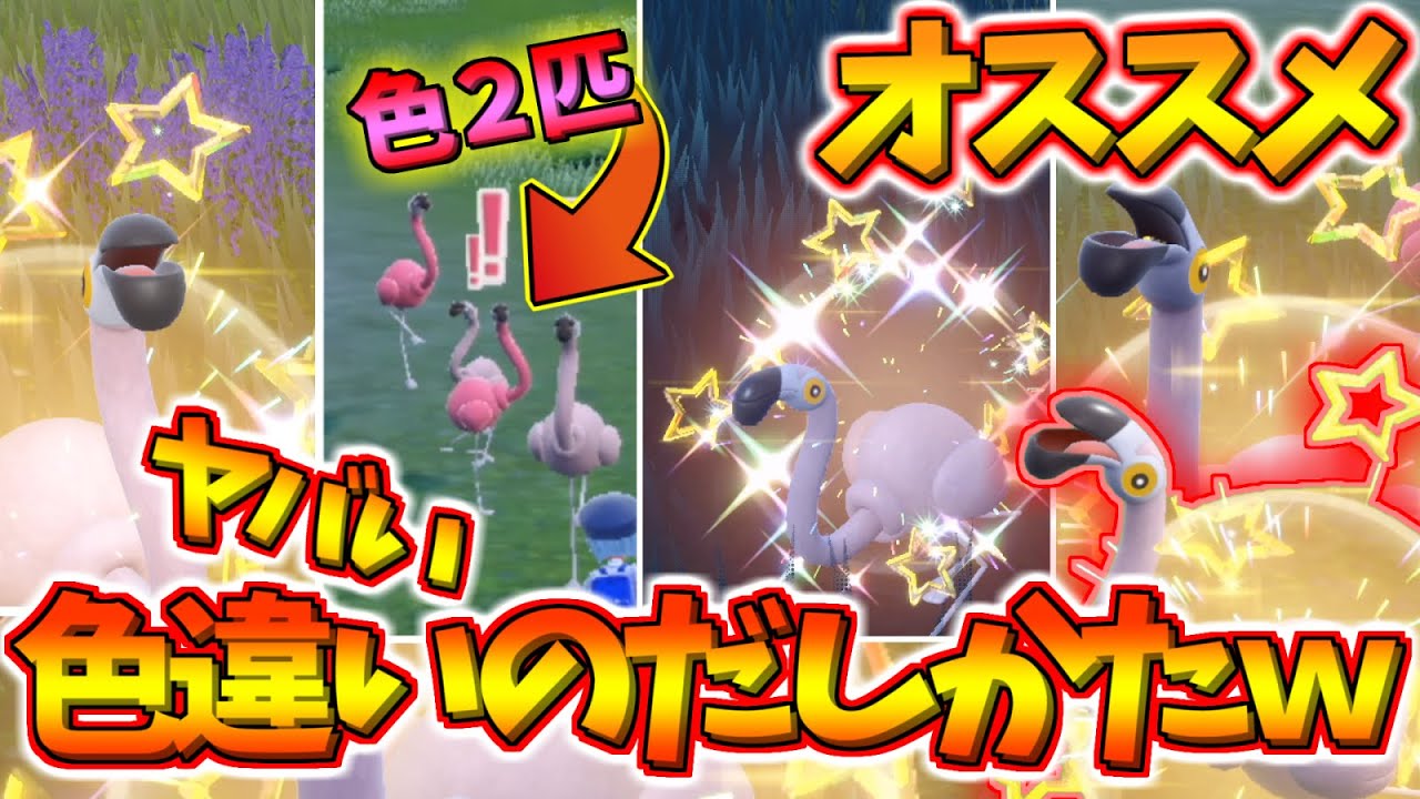 【ピクニックなし】色違いのカラミンゴが１時間で15匹出た方法がヤバすぎる…量産できるかも!?WWW【ポケモンSV】#shorts