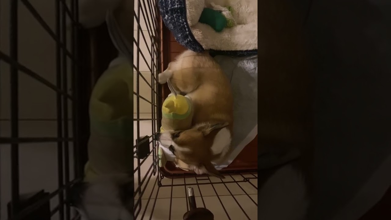 えるくんの枕(ワンパチ)