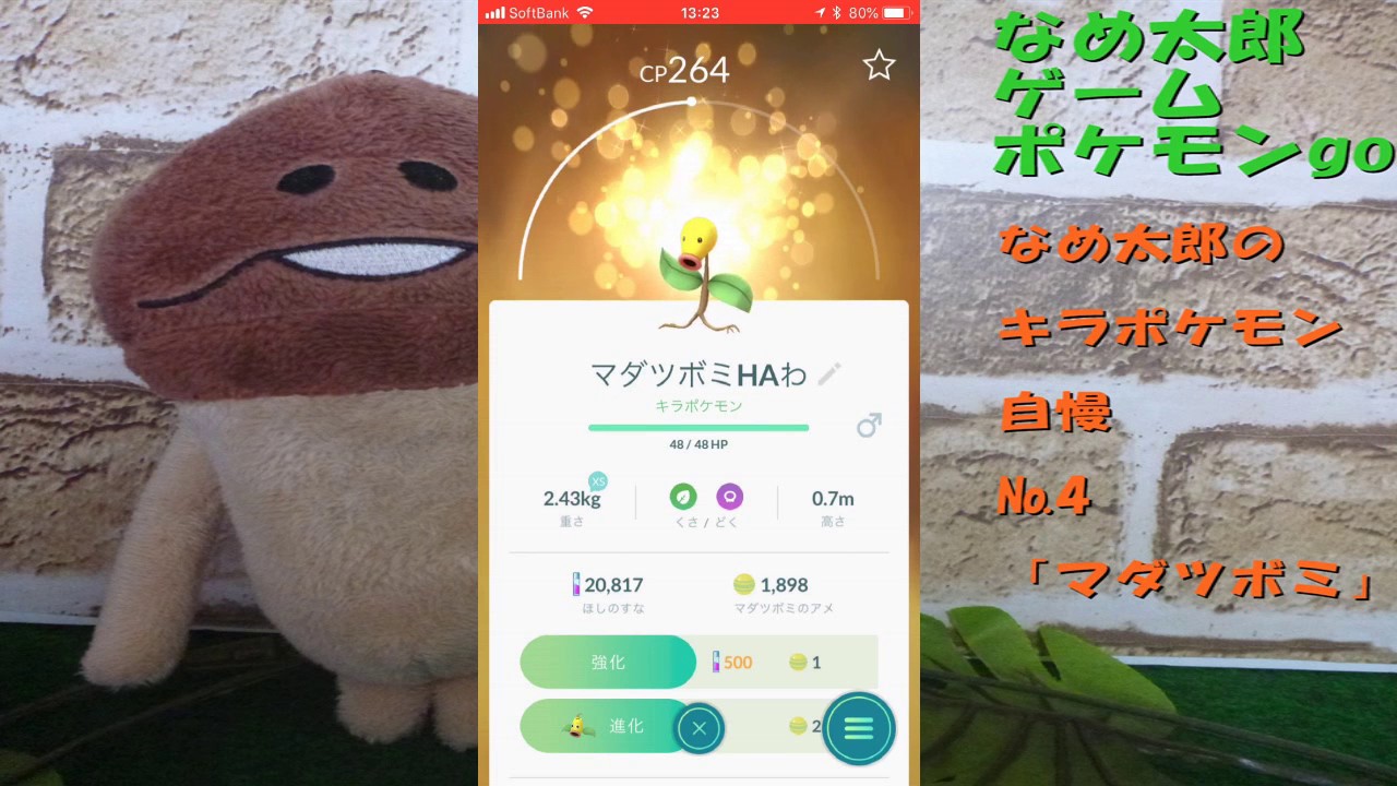【ポケモンgo】なめ太郎のキラポケモン自慢コーナーナンバー４、「マダツボミ」