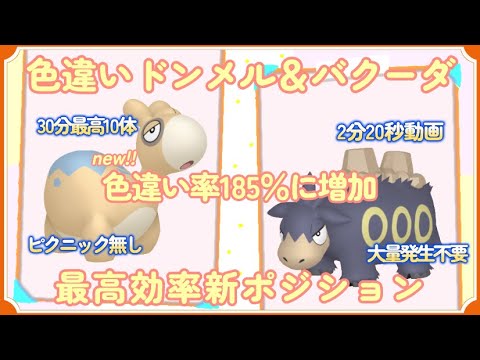 30分色違い最高10体 新ポジ ドンメル＆バクーダ最高効率厳選 #ポケモンsv #色違い #ドンメル #バクーダ #最高効率 #ピクニック無し #大量発生不要