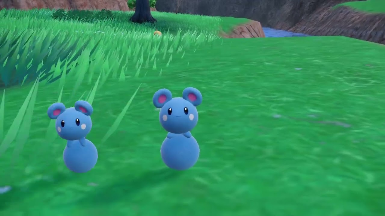 【ポケモンSV】川を泳いで会いに来たルリリとマリルをお出迎え