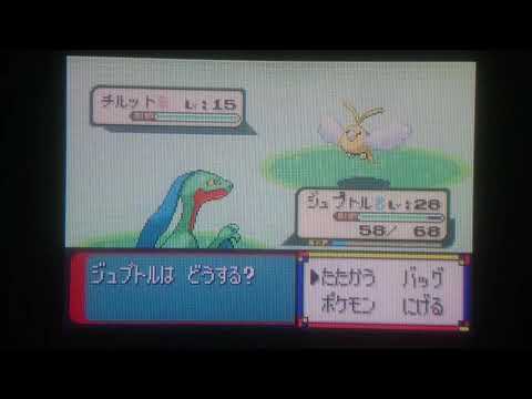 【ポケモンサファイア色違い縛り】色違いチルットを捕獲